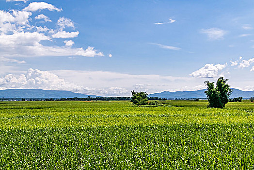 田园乡村