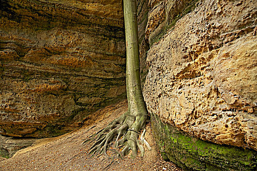 山毛榉,砂岩,石头,特写,波希米亚风格,瑞士