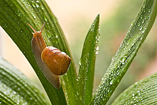 蜗牛,爬行,动物,弱小,生命