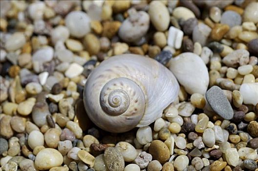 蜗牛壳,鹅卵石,海滩,沙,南德文郡,英格兰