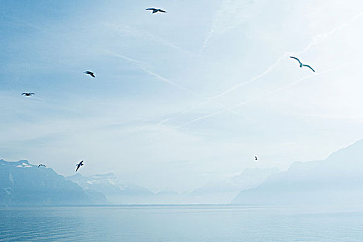 瑞士,海鸥,飞跃,日内瓦湖