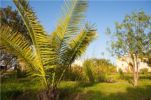 棕榈树,热带,植物园