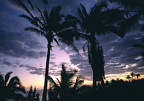 棕榈树,剪影,日落
