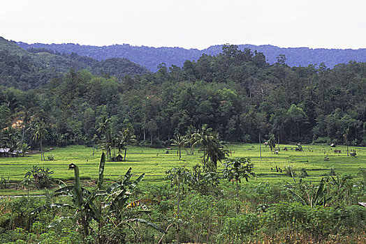 印度尼西亚,苏门答腊岛,稻田,木薯,地点,前景,雨林,背景