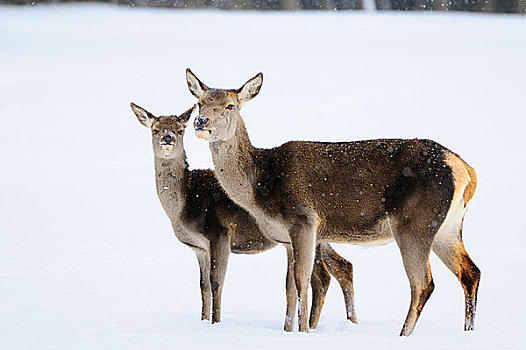 赤鹿,鹿属,鹿,雪中,巴伐利亚,德国,侧面