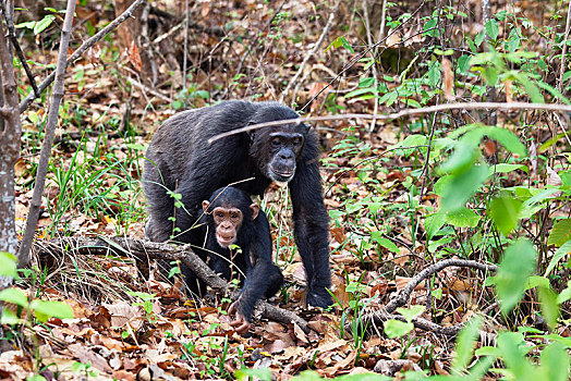 黑猩猩,雌性,幼兽,山,国家公园,坦桑尼亚,非洲