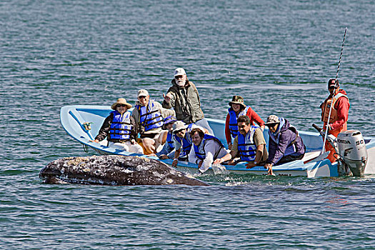 灰鲸,平面,靠近,游船,下加利福尼亚州,墨西哥