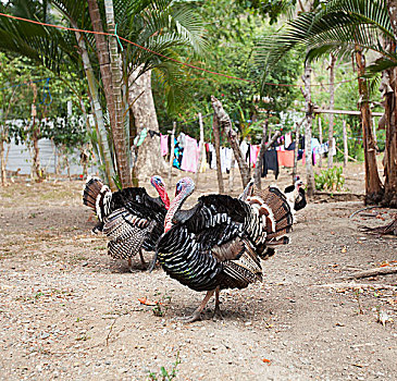 火鸡,后院,尼科亚,半岛,蓬塔雷纳斯,省,哥斯达黎加