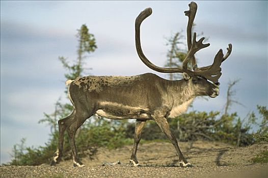 北美驯鹿,驯鹿属,成年,加拿大西北地区,加拿大