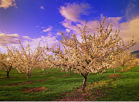 苹果园,开花,靠近,奥克纳根谷,不列颠哥伦比亚省,加拿大