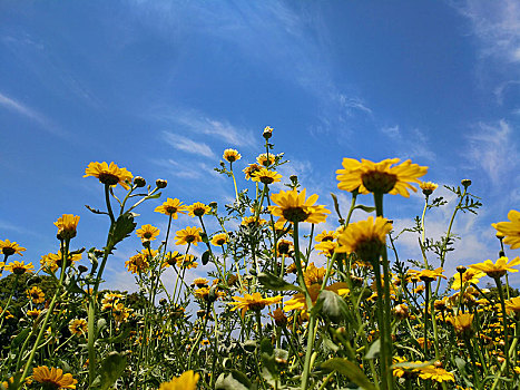 蓝天,黄色花卉,向阳花