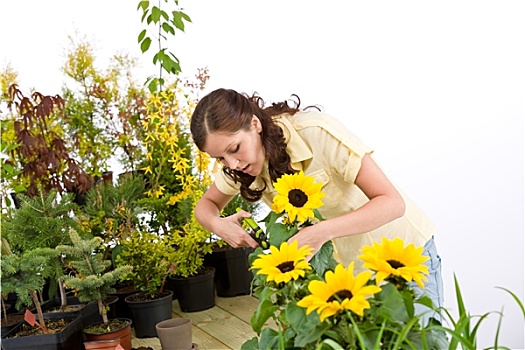 园艺,女人,切,向日葵,植物