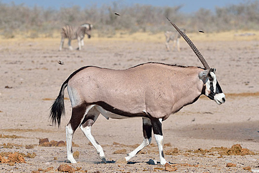 南非大羚羊,羚羊,走,干燥,地面,埃托沙国家公园,纳米比亚,非洲