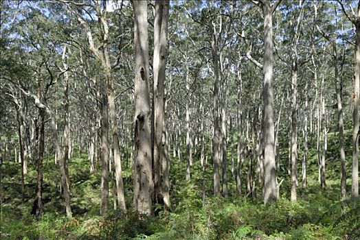 树,树林,西澳大利亚,澳大利亚