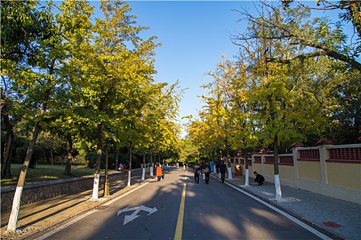 青岛八大关海边的秋天