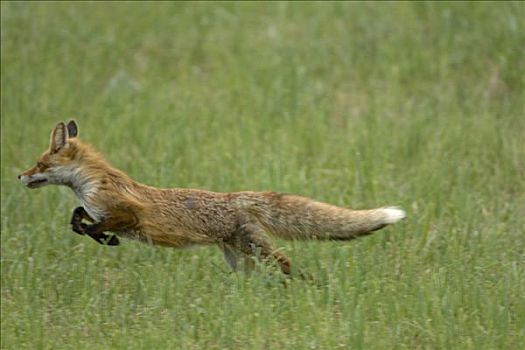 红狐,狐属,拉脱维亚
