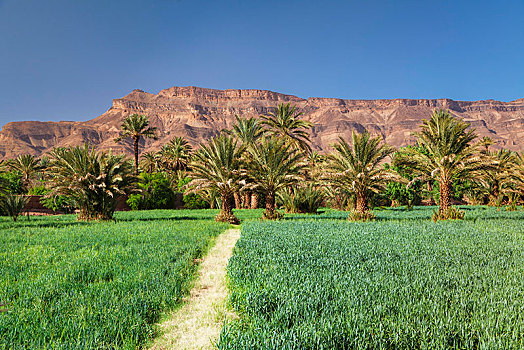 棕榈树,小树林,德拉河谷,靠近,阿特拉斯山脉,南,摩洛哥,非洲