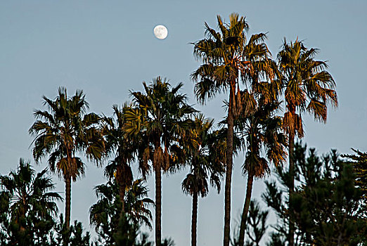 美国,加利福尼亚,圣芭芭拉,鸟,满月,棕榈树
