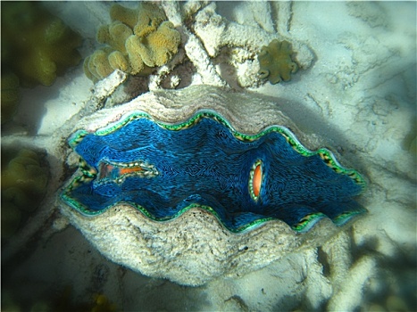 水下景象,大堡礁