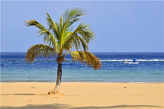 棕榈树,海滩,特内里费岛