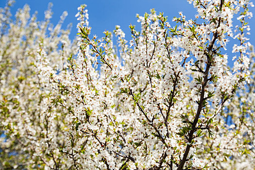 春花,树,盛开