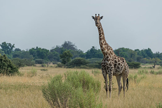 南非,长颈鹿,大草原,看镜头