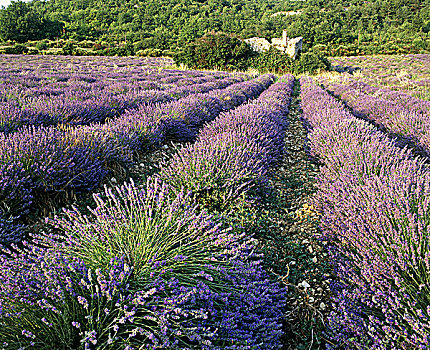 法国,普罗旺斯,薰衣草种植区