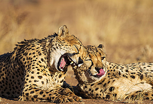 印度豹,猎豹,两个,兄弟,打理,哈欠,俘获,纳米比亚,非洲