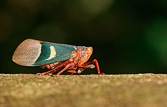 灯笼,昆虫,自然保护区,苏拉威西岛,印度尼西亚,亚洲