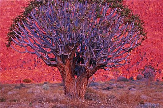 抖树,里希特斯韦德国家公园,北开普,南非