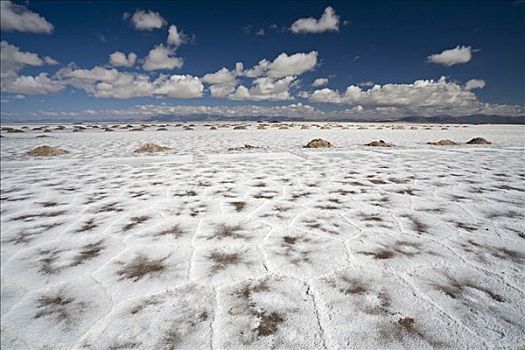 盐,制作,盐湖,阿根廷,南美