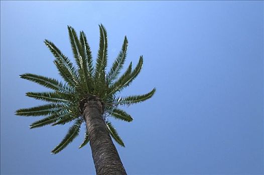 西班牙,巴塞罗那,棕榈树,蓝天
