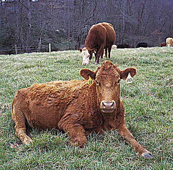 褐色,母牛,放牧,地点