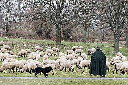 牧羊人,羊群,牧羊犬,黑森州,德国,欧洲