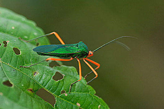 昆虫,亚马逊河,厄瓜多尔