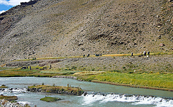 峡谷溪流边的牛羊群