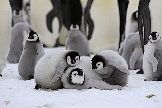 南极,威德尔海,雪丘岛,帝企鹅,生物群,幼禽