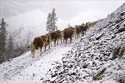 放牛,山地牧场,雪地,山峦,提洛尔,奥地利,欧洲