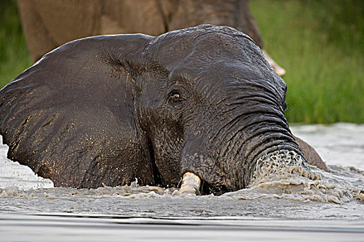 博茨瓦纳,乔贝国家公园,大象,非洲象,浴,水塘,萨维提,湿地,下雨,季节