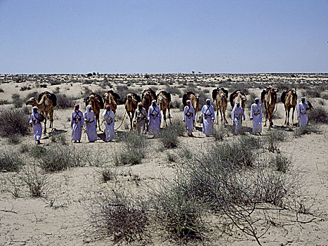 聚会,骆驼,沙漠