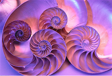 鹦鹉螺外壳图片