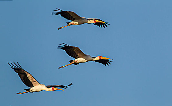 三个,鹳,排列,翼,伸展,横图,一只,鸟,高处,数码,湖,国家公园,坦桑尼亚