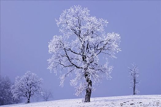 冬季风景,白色,喀尔巴阡山脉地区,防护,风景,区域,捷克共和国,欧洲