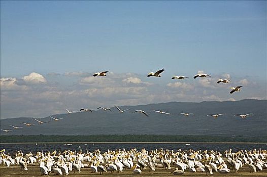 肯尼亚,纳库鲁湖国家公园,成群,旁侧,纳库鲁湖