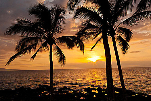 美国,夏威夷,毛伊岛,棕榈树,日落
