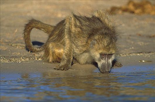 南非大狒狒,豚尾狒狒,喝,乔贝国家公园,博茨瓦纳