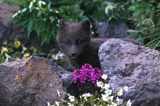 北极狐,幼仔,花,圣乔治