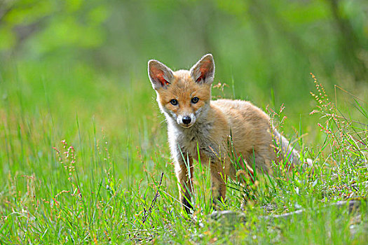 幼兽,红狐,狐属,黑森州,德国,欧洲