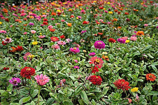 百日菊,步步高