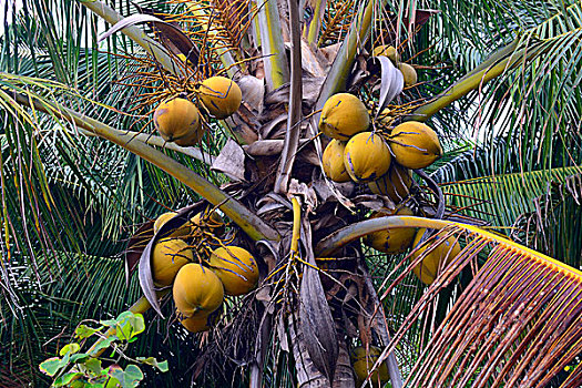 椰树,北方,巴厘岛,印度尼西亚,亚洲